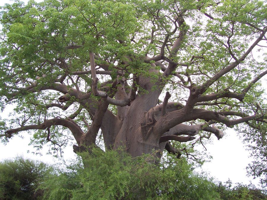A giant baobab in the Caprivi