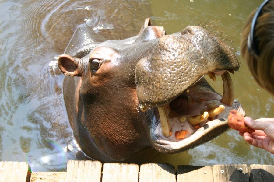 Jessica the Hippo