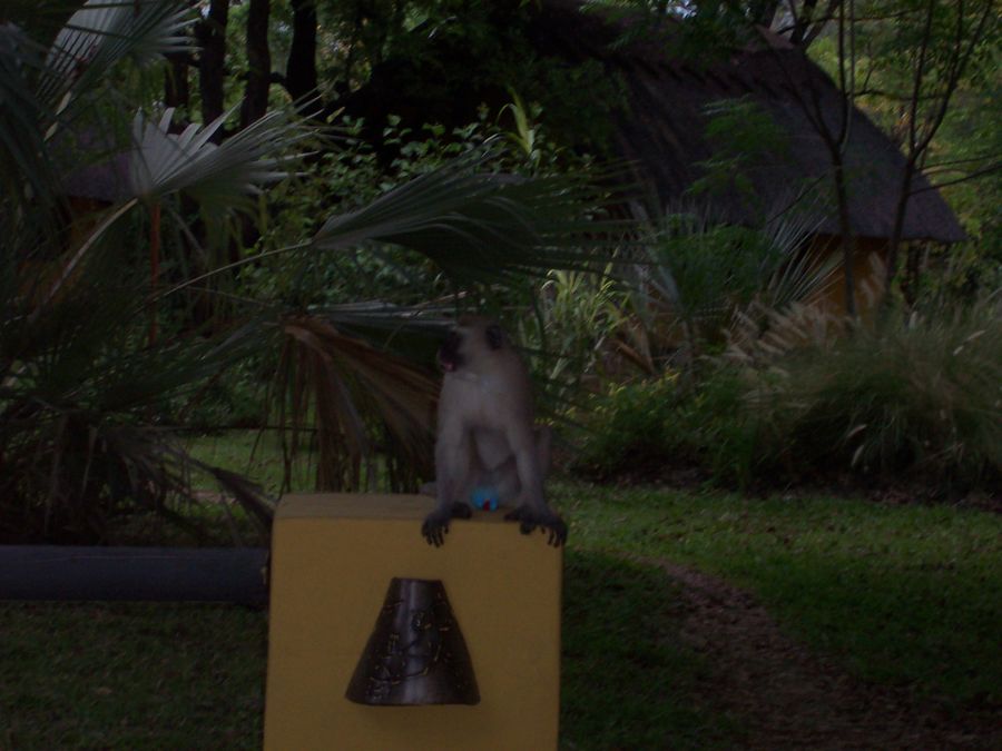 Vervet monkey on a lodge sign in Livingstone