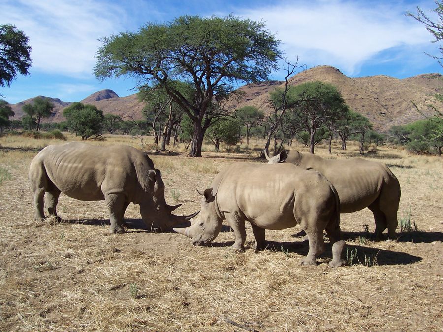 Two white rhino grazing nose to nose