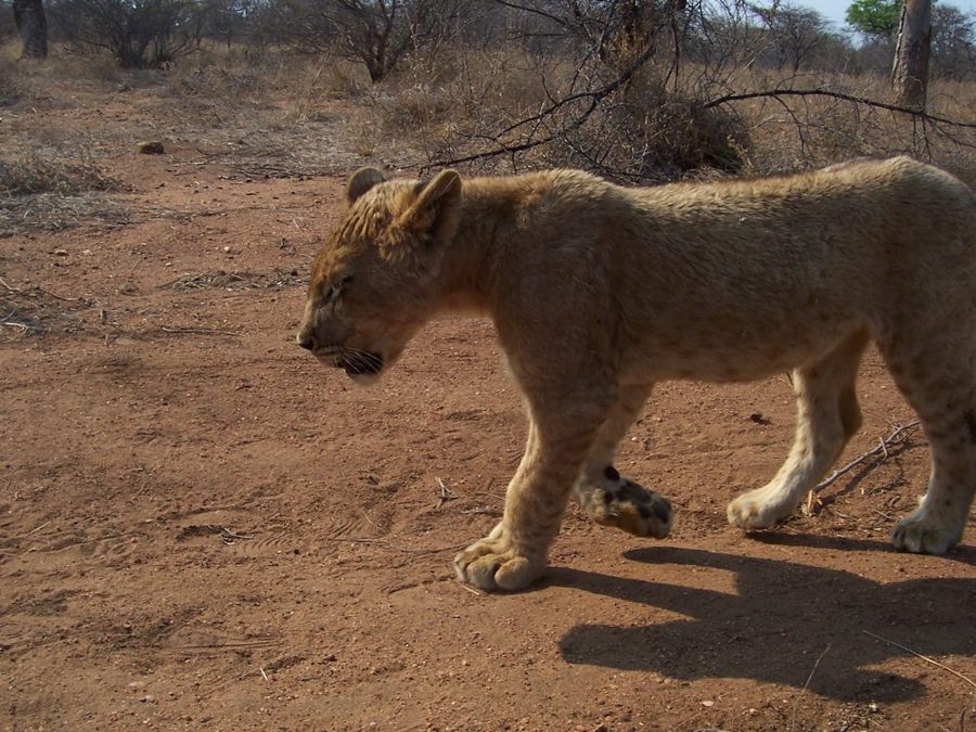 Tshukudu Game Reserve