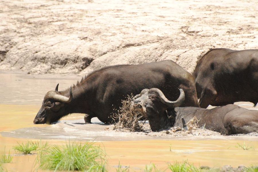 Moremi Game Reserve