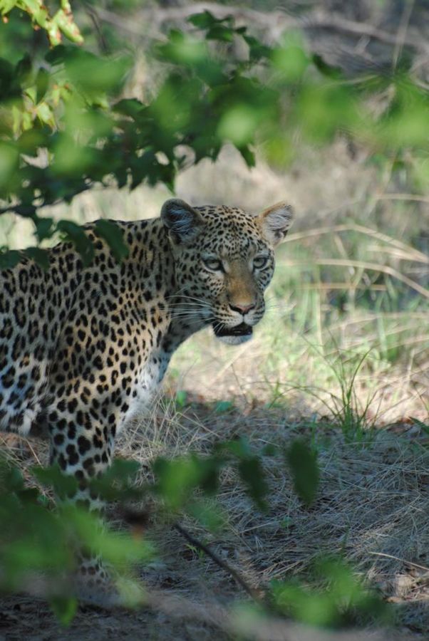 Moremi floodplains