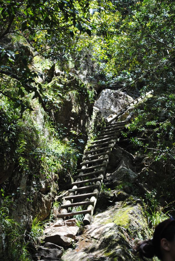 Kirstenbosch & Skeleton Gorge