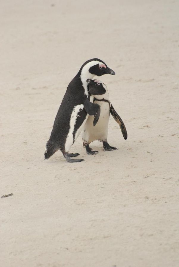 Boulders Beach
