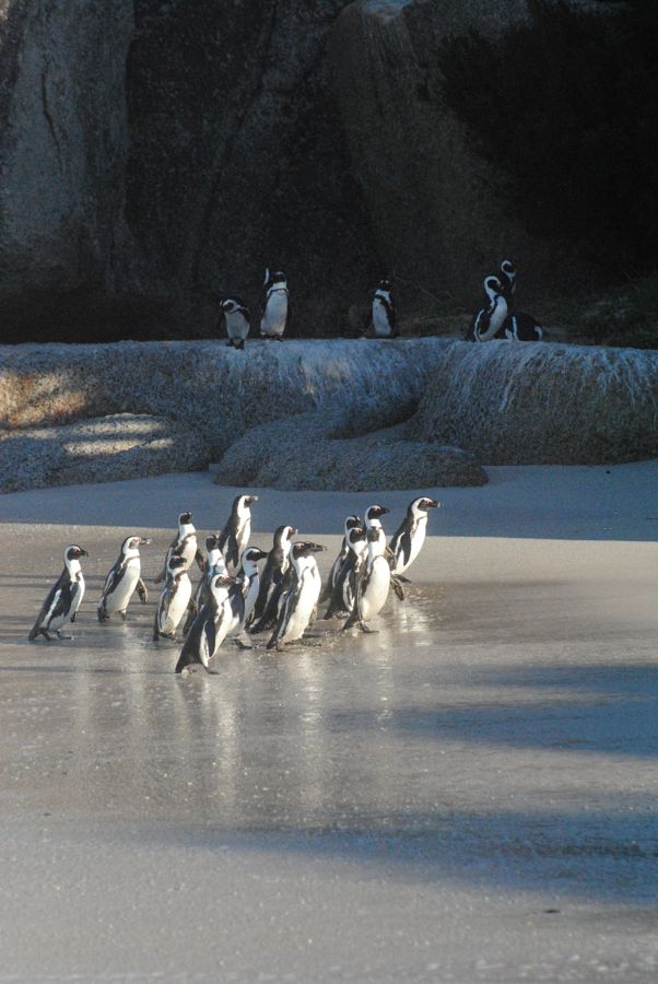 Boulders Beach