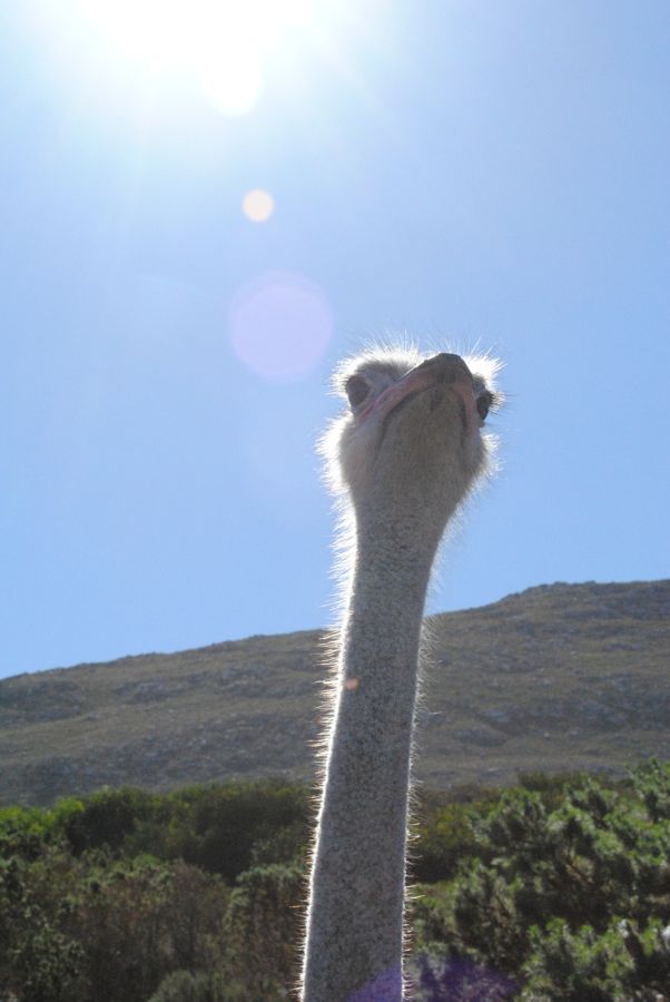 Cape Point Ostrich Farm