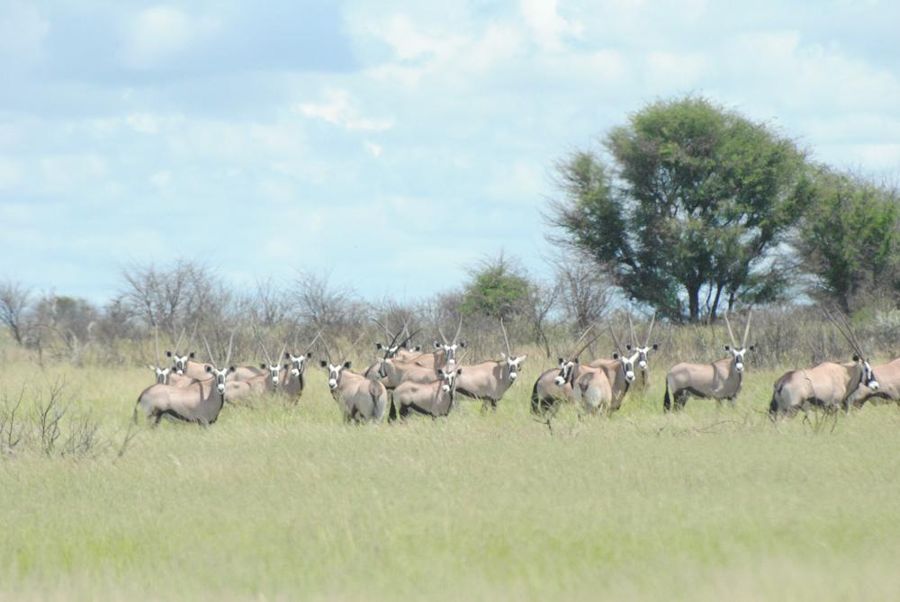 Central Kalahari Game Reserve