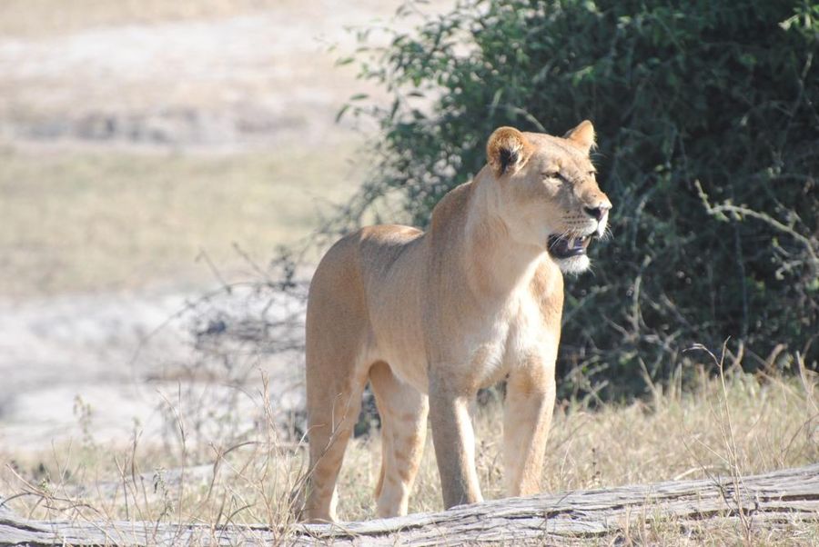 Chobe riverfront