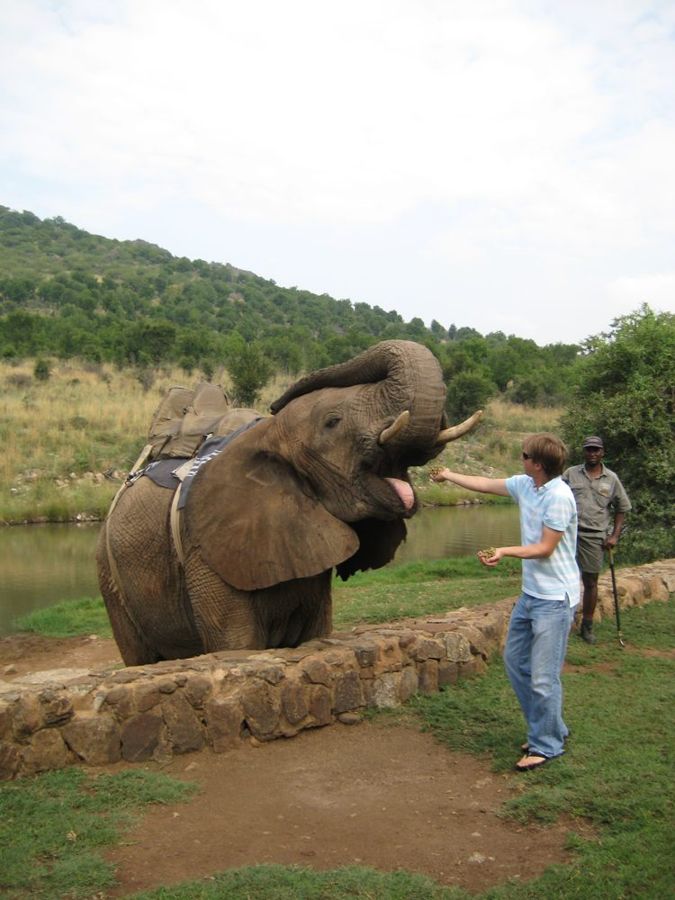 Elephant-back safari