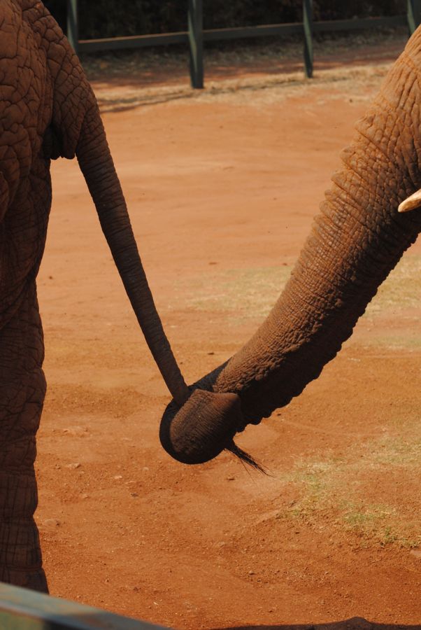 An elephant walking down a tree-lined path at the sanctuary