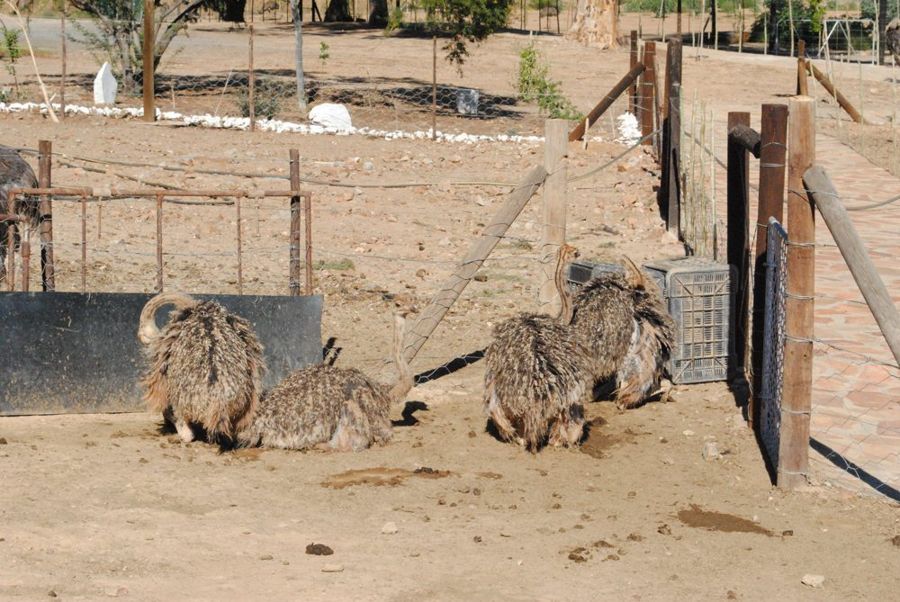 Karoo ostrich farm