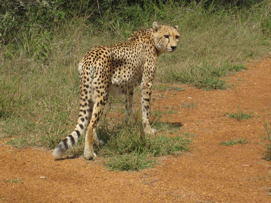 Mokolodi Nature Reserve