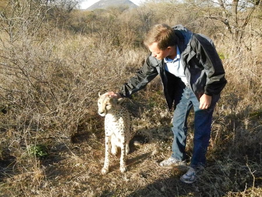 Stroking a cheetah at Mokolodi