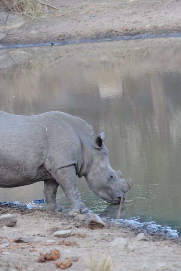 White rhino drinking at a waterhole in Mthethomusha