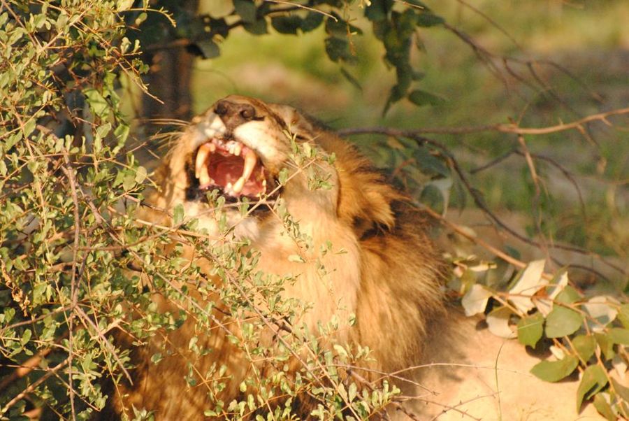Game reserve