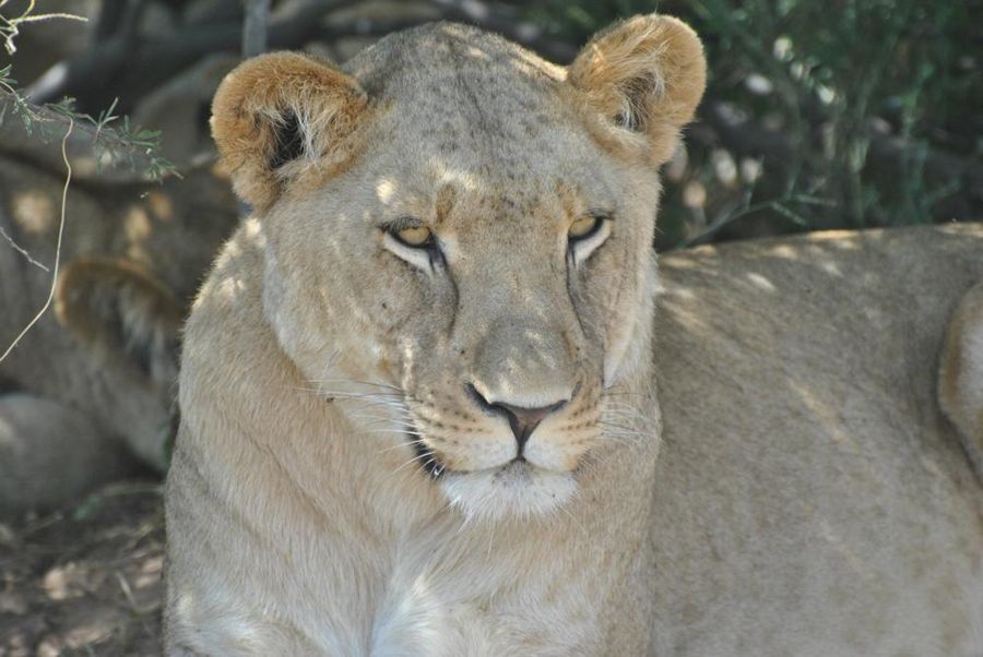 Grassland Safari Lodge