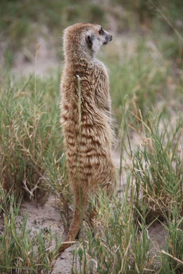 Makgadikgadi meerkats