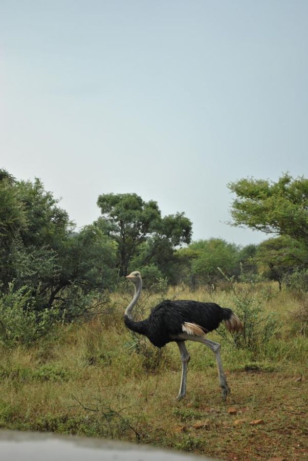 Mokolodi Nature Reserve