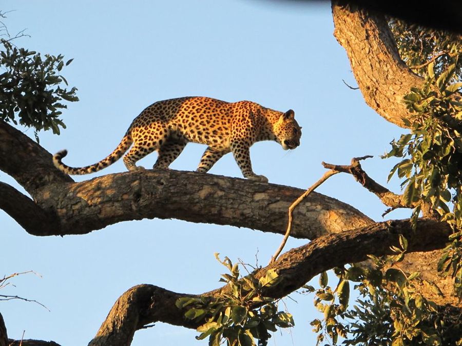 Okavango Delta