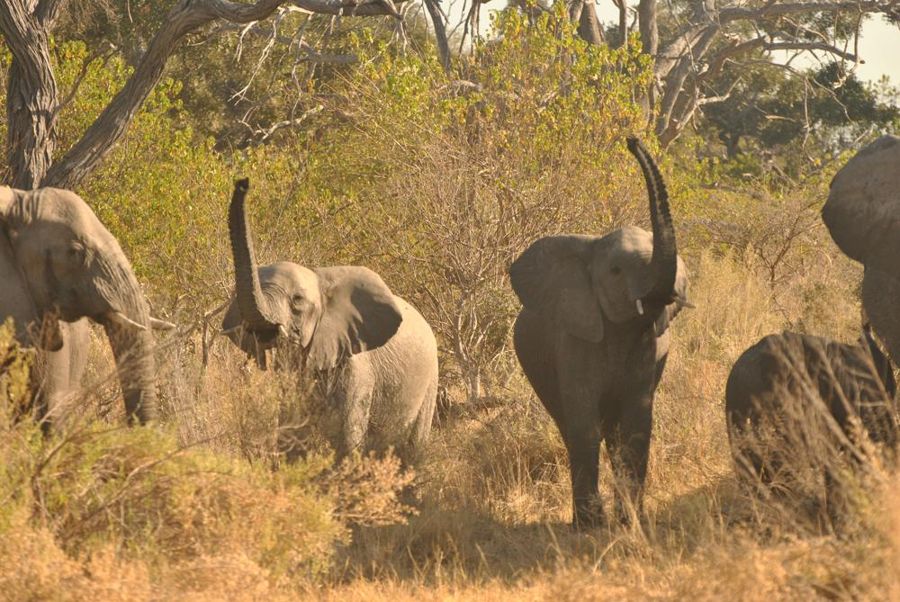 Okavango fly-in camp