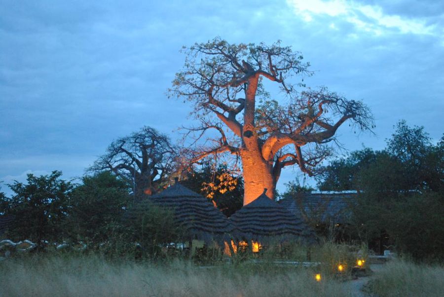 Planet Baobab