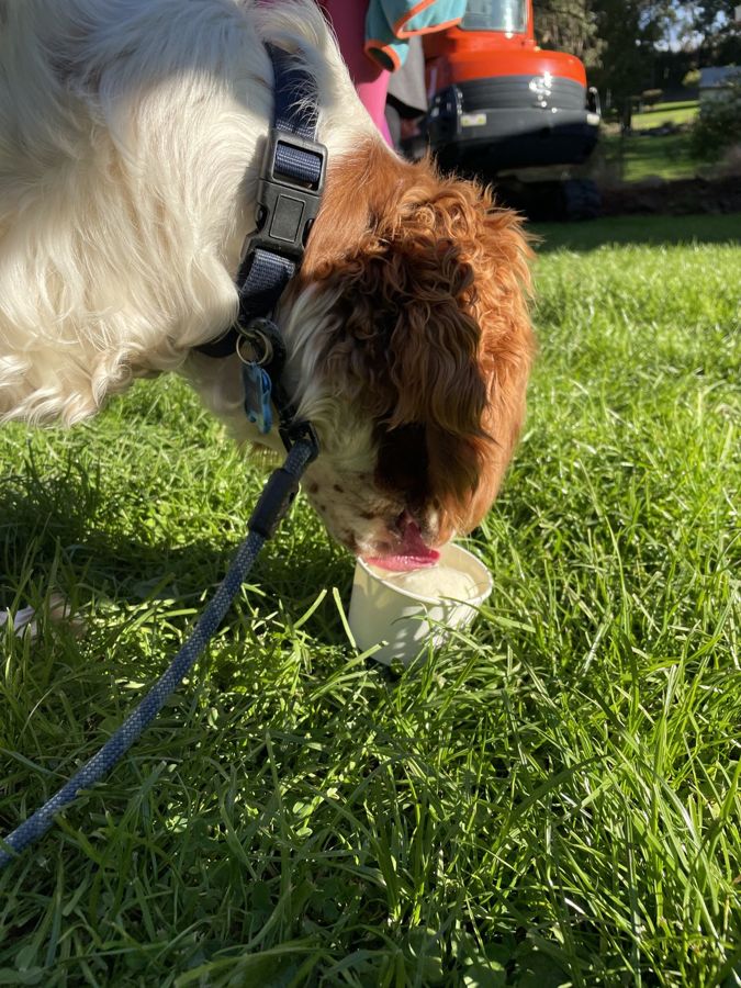 The dog gets its own cup at the Timboon Ice Creamery